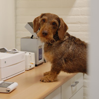 Gregorius de praktijkhond